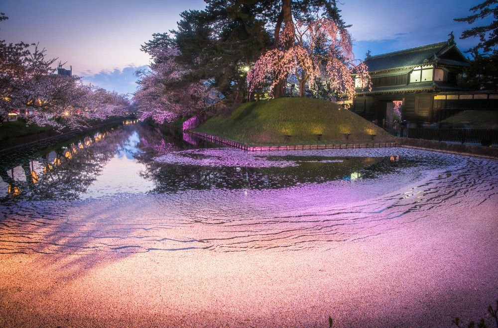 🌸 츠쿠바 모란 정원(쓰쿠바 보탄엔) 이미지 6